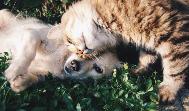 We care for dogs and cats