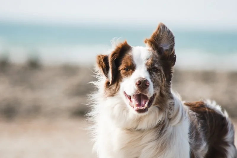 Australian Shepherd patient