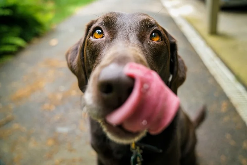 Chocolate Lab patient