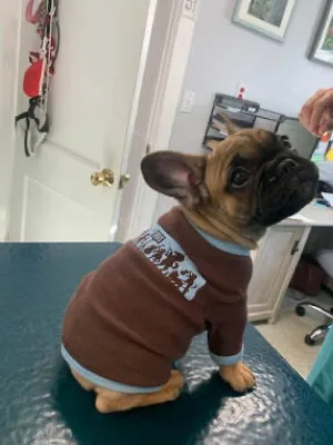 Gigi the French Bulldog, hospital mascot