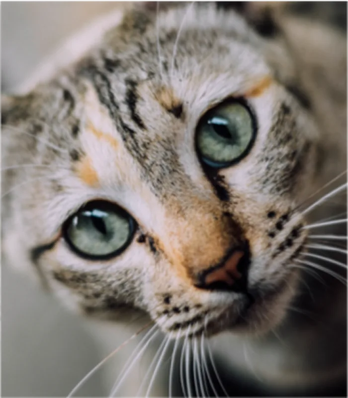 Cat patient at South River Veterinary Hospital