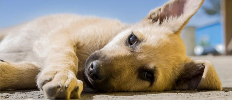 Dog patient resting after visit